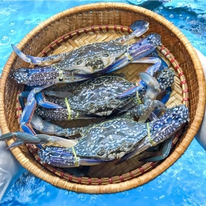 loi-ich-suc-khoe-khi-an-ghe-xanh-song-size-4-5-conkg-deu-dan