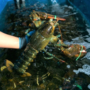 hai-san-tay-ninh-dia-chi-mua-hai-san-tuoi-ngon-gia-tot-chuan-sach