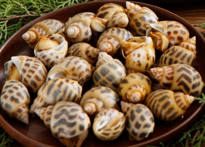 Ăn ốc hương biển tốt không ? 4 món ngon bổ sung vào thực đơn