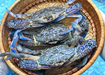 Lợi Ích Sức Khỏe Khi Ăn Ghẹ Xanh Sống Size 4-5 Con/kg Đều Đặn 