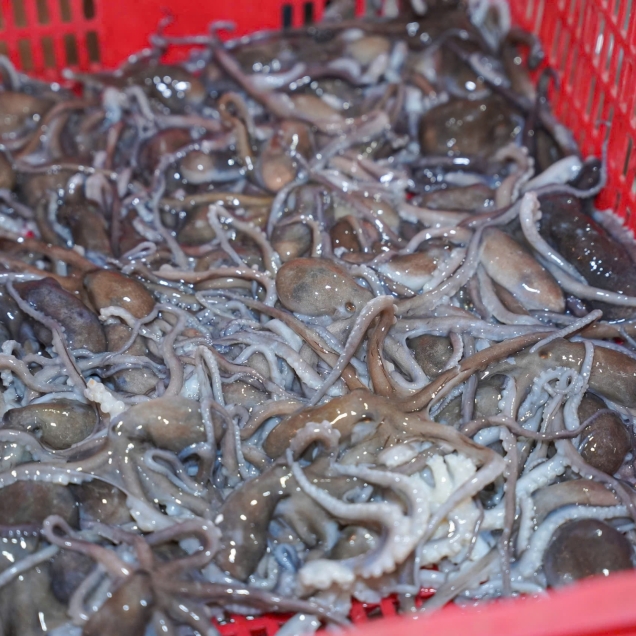 Bạch Tuột Tươi